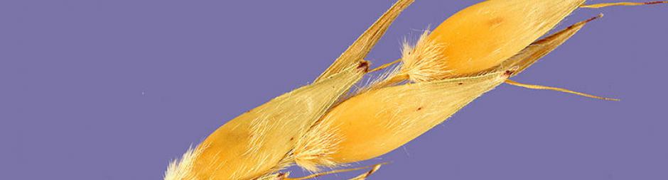 800px-Sorghum_bicolor_subsp._arundinaceum_seeds_3