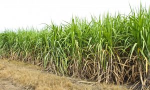 field-of-sugar-cane