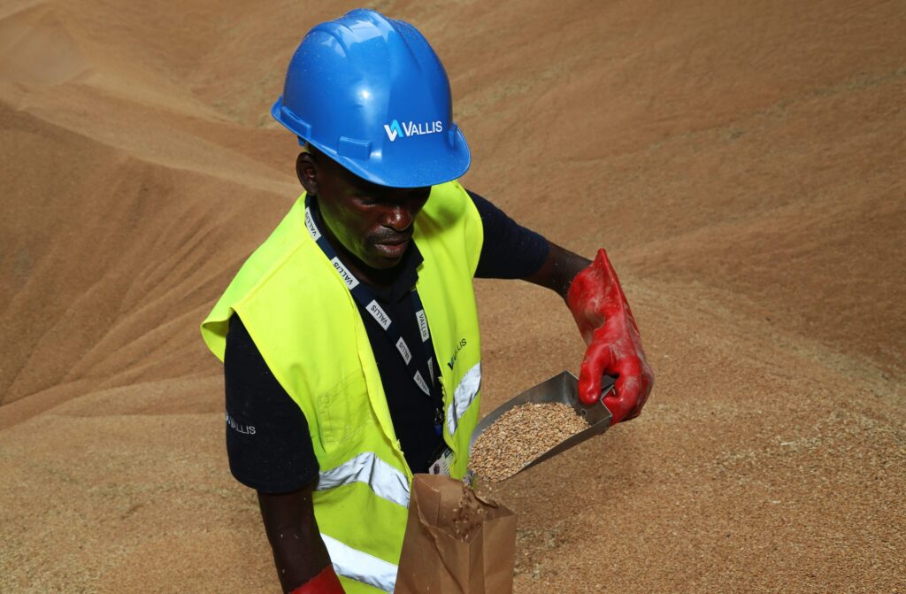 A Vallis Employee working in a grain store